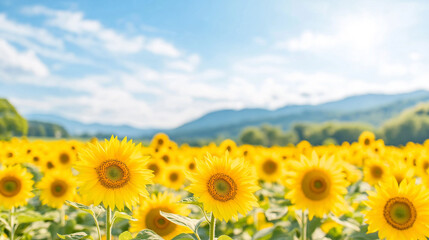 Fototapeta premium Fields Of Sunflowers Under a clear blue