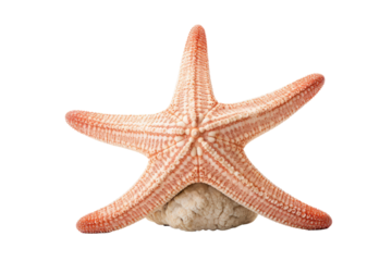 A close-up view of a vibrant orange starfish , isolated on white background