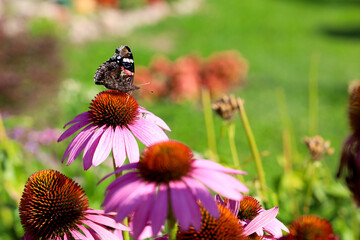 A butterfly on a flower