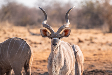 Close-up of a male Greater Kudu (Tragelaphus strepsiceros) with twisted antlers. Namibia.