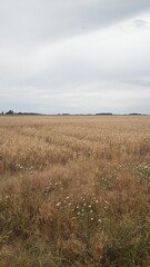 Field on a cloudy day