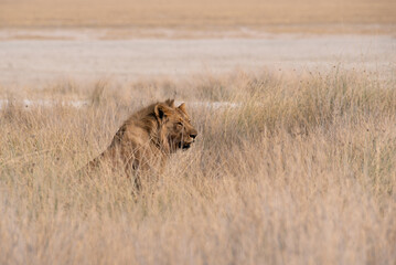 Profile view of African male lion sitting in tall grass, Namibia.