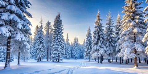 Obraz premium Snow-covered trees in a serene winter forest setting, winter, forest, morning, snow, trees, peaceful, cold, nature, tranquil