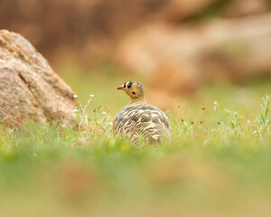 Painted Sandgrouse is endemic to Indian Subcontinent and habits rough grasslands, scrub and rocky habitat. 
