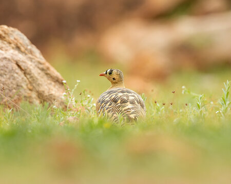 Painted Sandgrouse is endemic to Indian Subcontinent and habits rough grasslands, scrub and rocky habitat. 