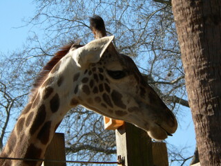 giraffe in the zoo 3