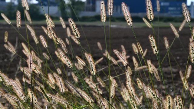  yellow foxtail, yellow bristle-grass, pigeon grass or cattail grass (Setaria pumila) against the light, moving in the wind