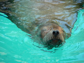 Fototapeta premium seal in water