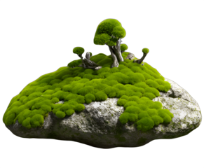 Beautiful Moss Detail on a Solid Rock Surface