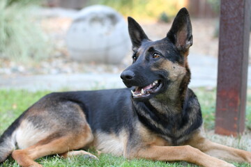 german shepherd dog