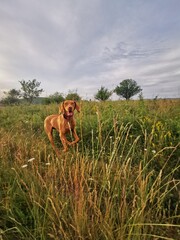 Hungarian hound pointer Vizsla dog in autumn time in the field