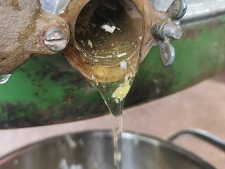 Honey extraction. Honey flows into a bucket while it is being harvested