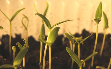 Seed shoots of sweet bell pepper with the first cotyledon leaves.