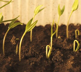 Seed shoots of sweet bell pepper with the first cotyledon leaves.