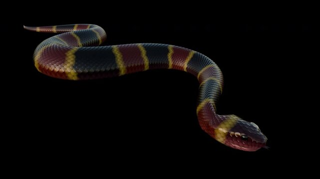 Slithering Coral Snake - Ground Cycle Loop - Alpha Channel - Front Side Angle CU - Realistic 4K UHD 3D animation of colorful striped venomous serpent creature for adventure, fantasy, horror, Halloween