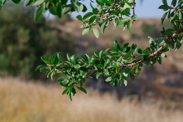 natura viva