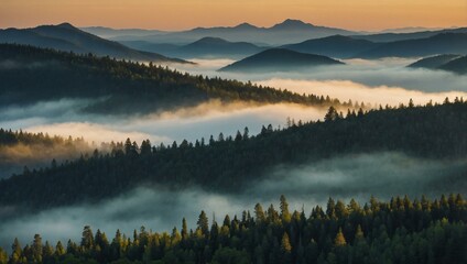 Misty mountain above an evergreen forest at sunrise.