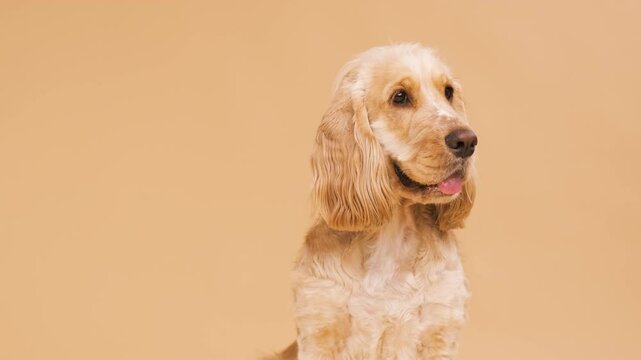 Cute brown English Cocker Spaniel dog on beige background with copy space