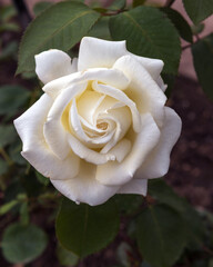 Rose Memoire. Exquisite varieties of roses in the rose garden
