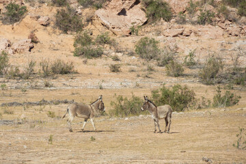 Burros in the desert at Lake Mead National Recreation Area, Nevada