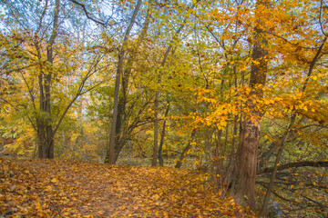 autumn park with yellow trees and yellow grass in ingolstadt city bavaria germany	