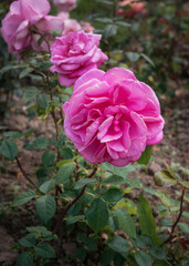 Rose Lady Like. Exquisite varieties of roses in the rose garden