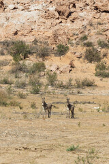 Burros in the desert at Lake Mead National Recreation Area, Nevada