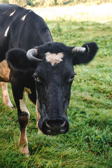 One black and white cow standing in a pasture and looks at the camera. Heart shaped mark on forehead. Symbol of love. Sign of luck and happiness. Cattle domestic animal grazing in a meadow. Vertical