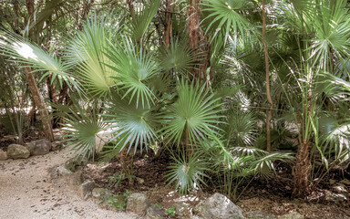 Natural tropical way walking path jungle nature palm trees Mexico.