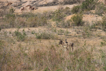 Burros in the desert at Lake Mead National Recreation Area, Nevada