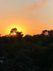 sunset in the trees