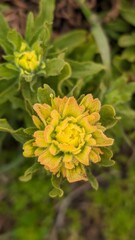 yellow flower in the garden