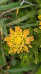 yellow flower in the garden