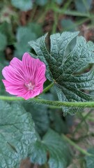 pink and yellow flower