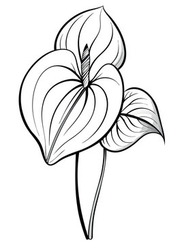 black and white anthurium plant drawing clip art preview