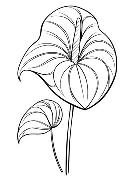black and white anthurium plant drawing clip art preview