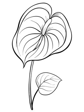 black and white anthurium flower drawing clip art preview