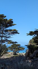 palm trees on the beach