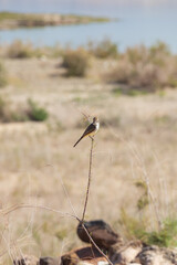 Ash-throated Flycatcher on a branch