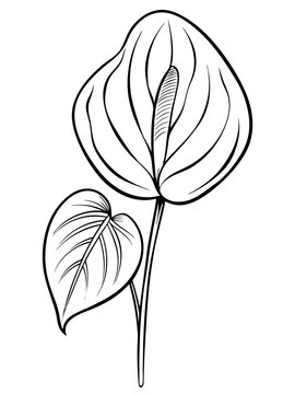 black and white anthurium plant outline clip art preview