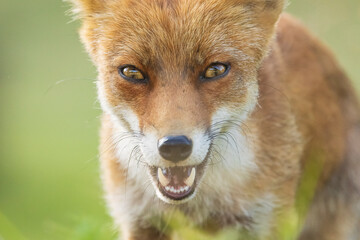 Zorro rojo (Vulpes vulpes) retrato. Riaño village. Provincia de León. Castilla y León. España. Europe