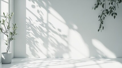 Minimalist White Room with Plant and Sunlight Shadow.