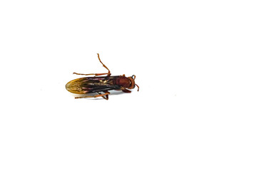dead tiger wasp isolated white background.