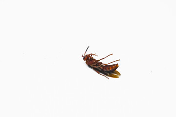 dead tiger wasp isolated white background.