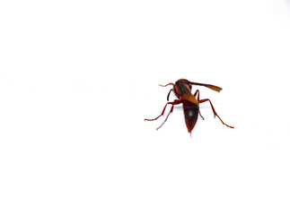 dead tiger wasp isolated white background.