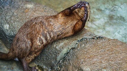 Beavers or Lutrinae. The 13 extant otter species are all semiaquatic, aquatic, or marine, with diets based on fish and invertebrates.