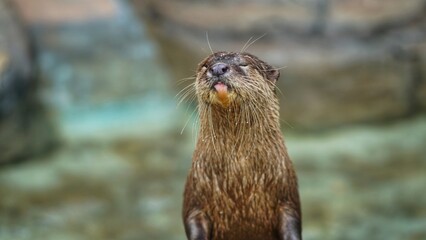 Beavers or Lutrinae. The 13 extant otter species are all semiaquatic, aquatic, or marine, with diets based on fish and invertebrates.
