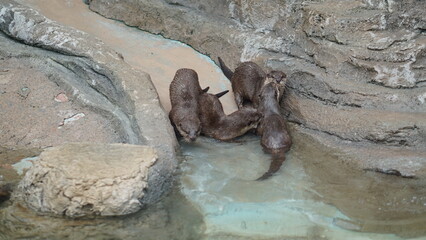 Beavers or Lutrinae. The 13 extant otter species are all semiaquatic, aquatic, or marine, with diets based on fish and invertebrates.