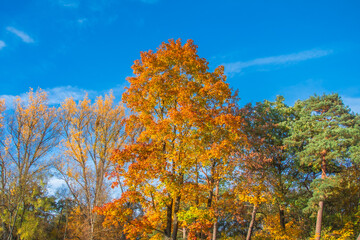 Ingolstadt, Auwaldsee, beautiful summer view in the park by the lake