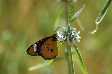 Schmetterling in Namibia